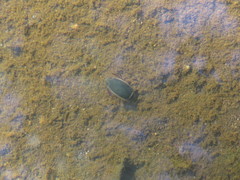 Dytiscus habilis