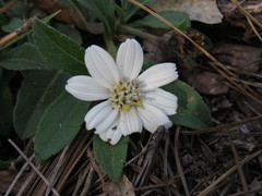Wedelia grayi