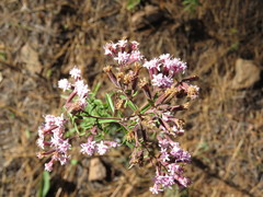 Stevia viscida
