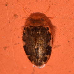 Laccophilus maculosus