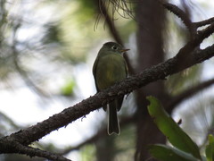 Empidonax affinis
