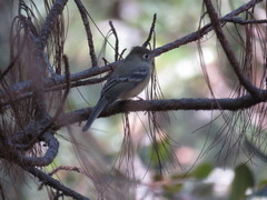 Empidonax affinis