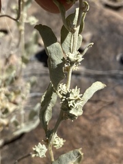 Atriplex acanthocarpa
