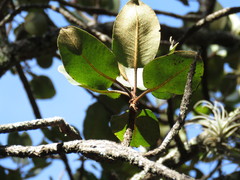 Arbutus madrensis