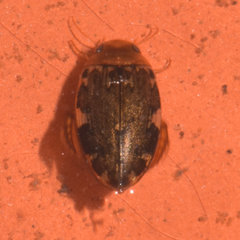 Laccophilus maculosus
