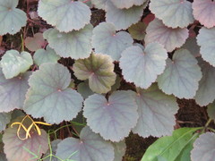 Heuchera longipetala