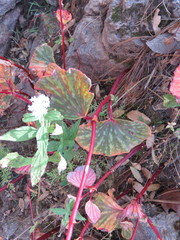Begonia tapatia