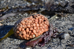 Aplidium coei