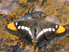 Adelpha bredowii
