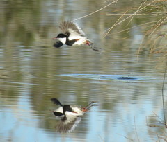 Erythrogonys cinctus