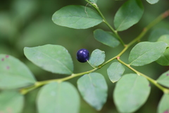 Vaccinium alaskaense