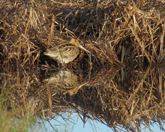 Gallinago hardwickii