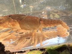 Cambarus latimanus
