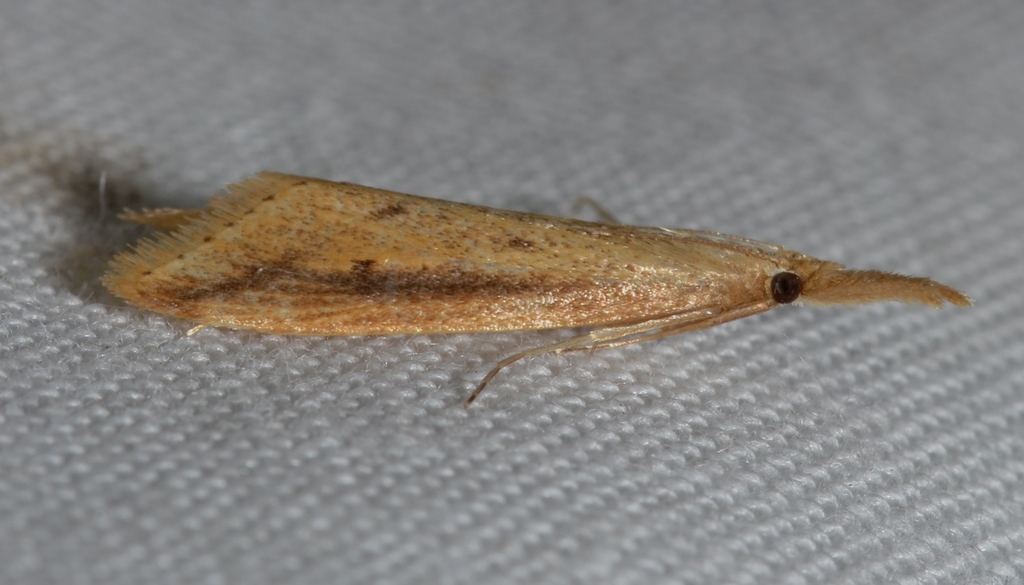 Delightful Donacaula Moth