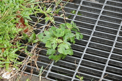 Broussonetia papyrifera