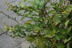 Solanum diphyllum