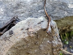 Plethodon dorsalis