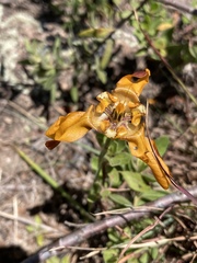Cypella fucata