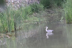 Ardea cinerea