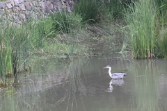 Ardea cinerea