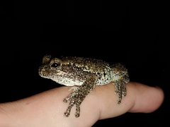 Hyla chrysoscelis