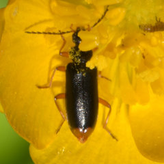 Pedilus terminalis