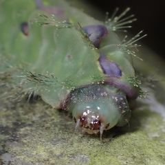 Griseothosea fasciata