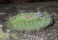 Griseothosea fasciata