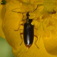 Pedilus terminalis