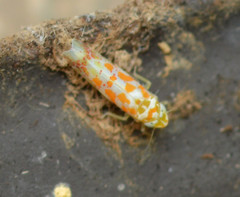 Dikrella maculata