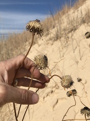 Helianthus neglectus