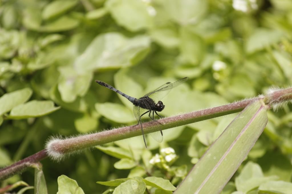 Erythrodiplax cleopatra