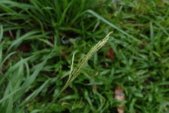 Paspalum urvillei