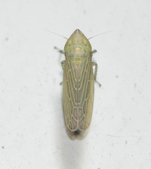 Laevicephalus