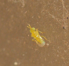 Aphytis