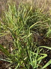 Carex hirtifolia
