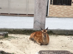 Cervus nippon centralis