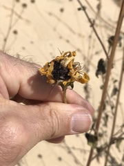 Helianthus neglectus
