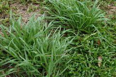 Paspalum urvillei