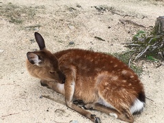 Cervus nippon centralis