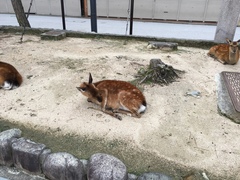 Cervus nippon centralis