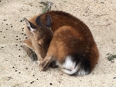 Cervus nippon centralis