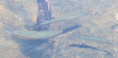 Melanotaeniidae