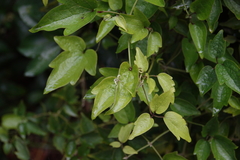 Clematis grata