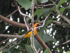 Icterus auricapillus