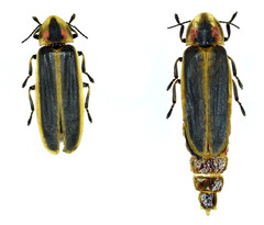 Pyractomena angulata