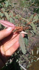 Lasiopetalum macrophyllum