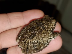 Hyla chrysoscelis