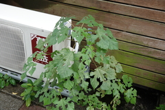 Broussonetia papyrifera