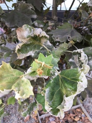 Platanus occidentalis